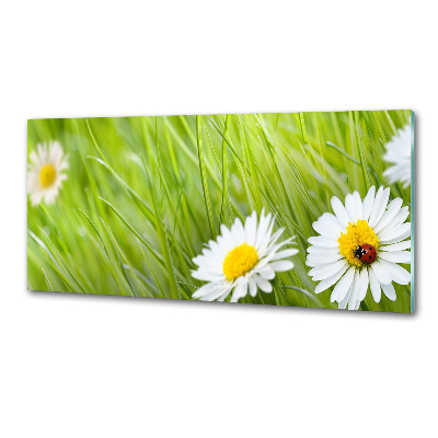 Crédence en verre avec motif Marguerites fleurs
