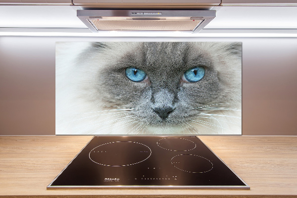 Crédence en verre avec motif Chat aux yeux bleus