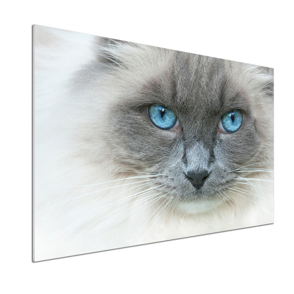 Crédence en verre avec motif Chat aux yeux bleus
