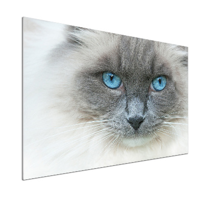 Crédence en verre avec motif Chat aux yeux bleus