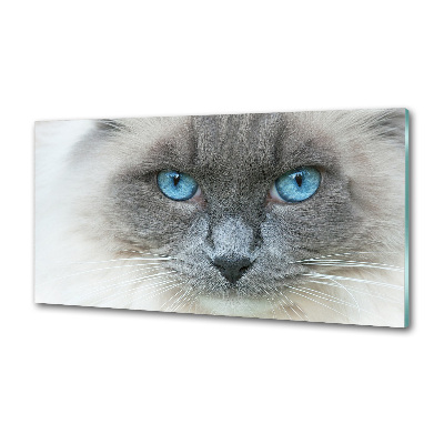 Crédence en verre avec motif Chat aux yeux bleus