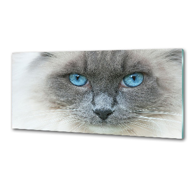 Crédence en verre avec motif Chat aux yeux bleus