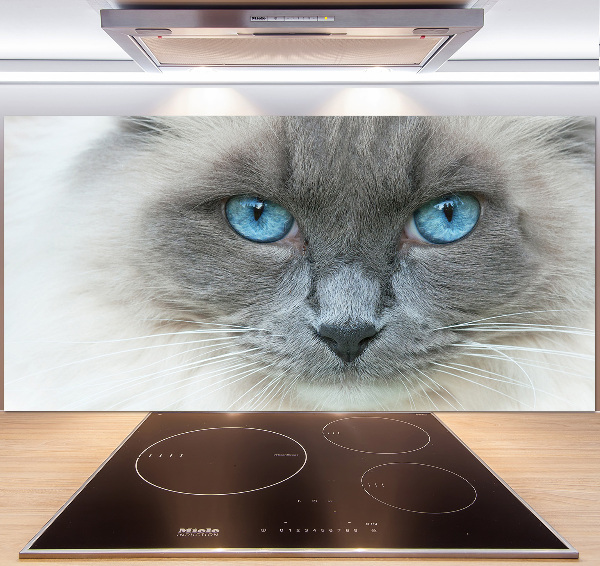 Crédence en verre avec motif Chat aux yeux bleus