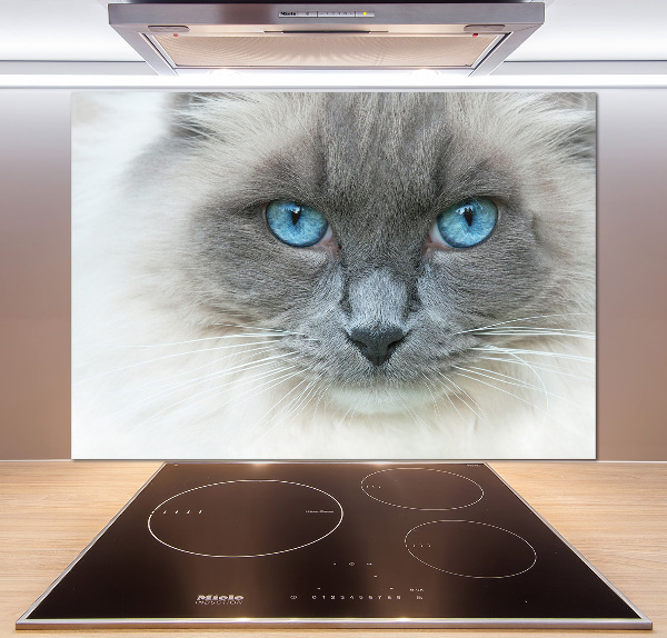 Crédence en verre avec motif Chat aux yeux bleus