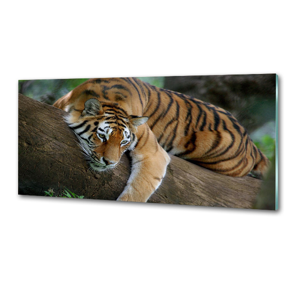 Panneau crédence cuisine Tigre sur un arbre
