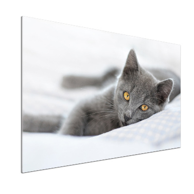 Crédence en verre avec motif Chat gris