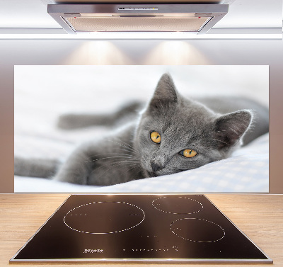 Crédence en verre avec motif Chat gris