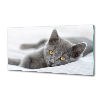 Crédence en verre avec motif Chat gris