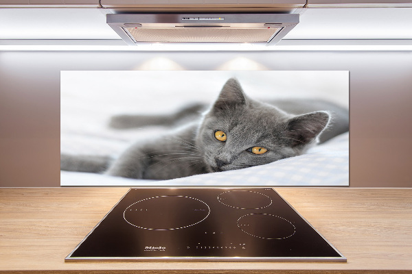 Crédence en verre avec motif Chat gris