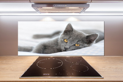 Crédence en verre avec motif Chat gris