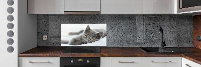 Crédence en verre avec motif Chat gris