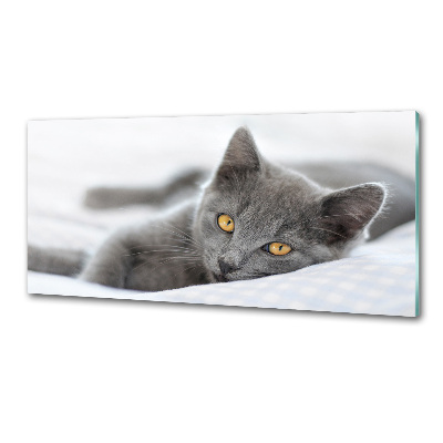 Crédence en verre avec motif Chat gris