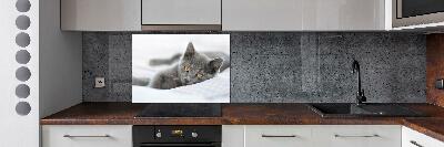 Crédence en verre avec motif Chat gris