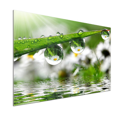 Crédence en verre Gouttes sur l'herbe