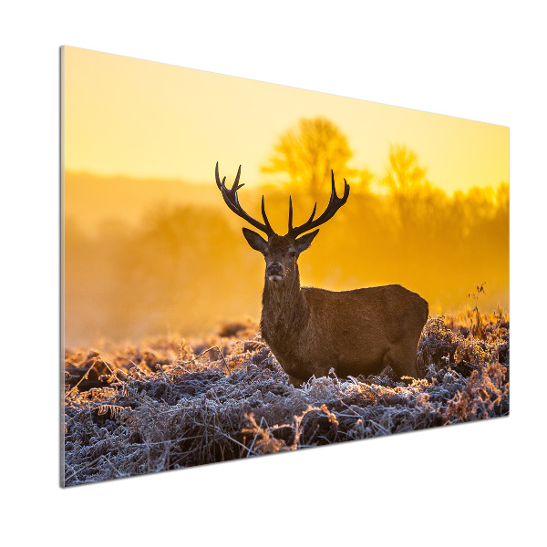 Crédence en verre cuisine Cerf au lever du soleil