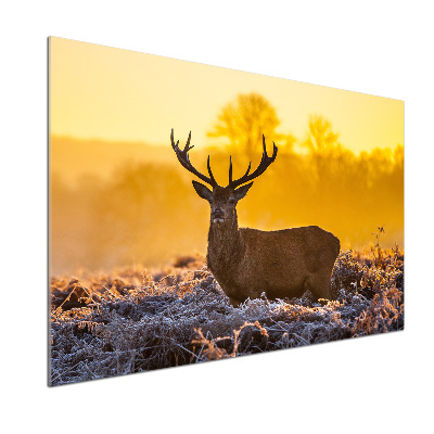 Crédence en verre cuisine Cerf au lever du soleil