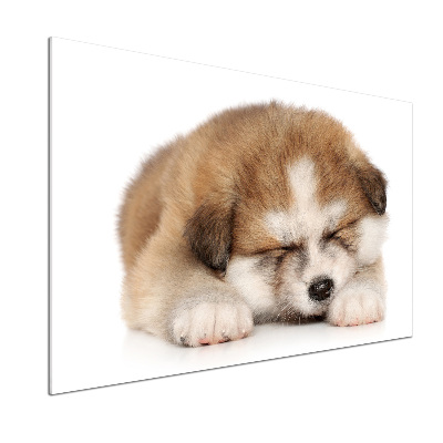 Panneaux muraux cuisine Chiot Akita