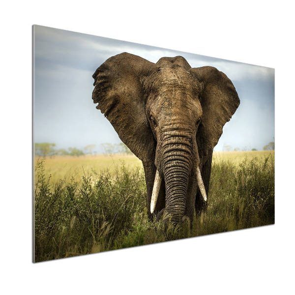 Crédence de cuisine Eléphant dans la savane