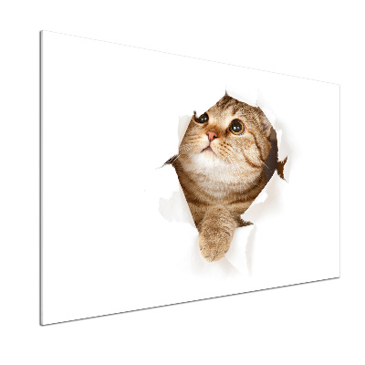 Panneau crédence cuisine Chat