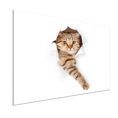 Crédence de cuisine Chat