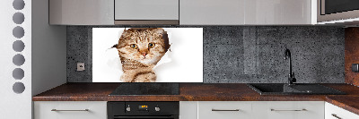 Crédence de cuisine Chat