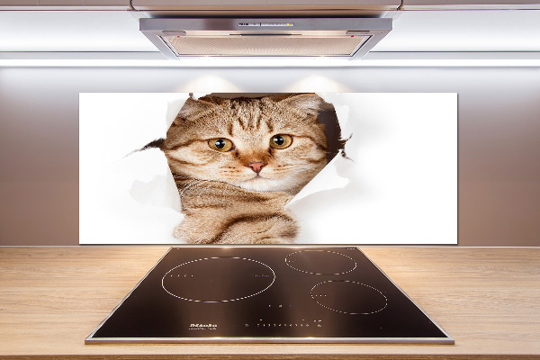 Crédence de cuisine Chat