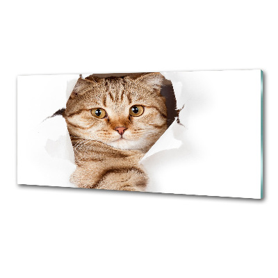 Crédence de cuisine Chat