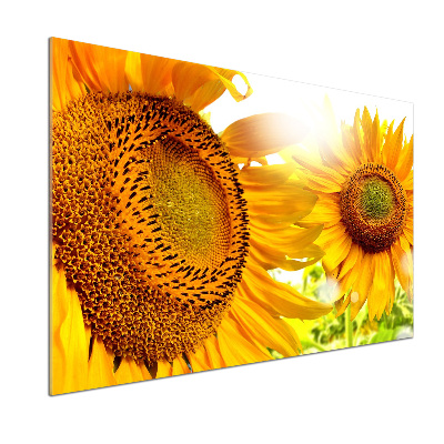 Crédence cuisine en verre trempé Tournesol