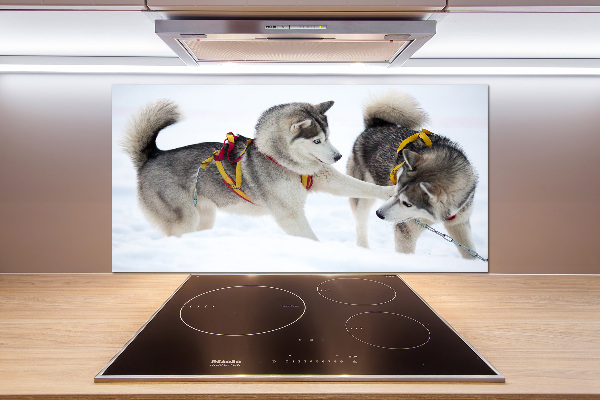 Crédence en verre cuisine Husky en hiver