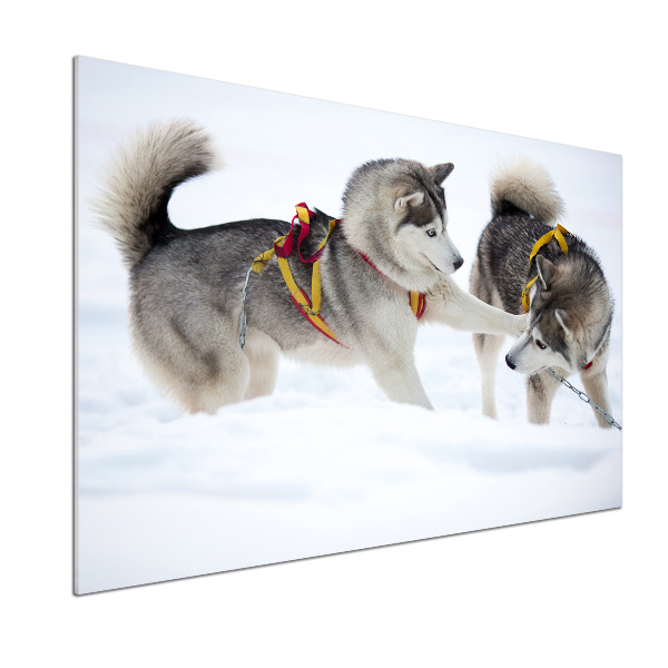Crédence en verre cuisine Husky en hiver