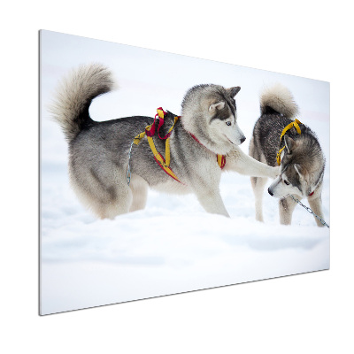 Crédence en verre cuisine Husky en hiver