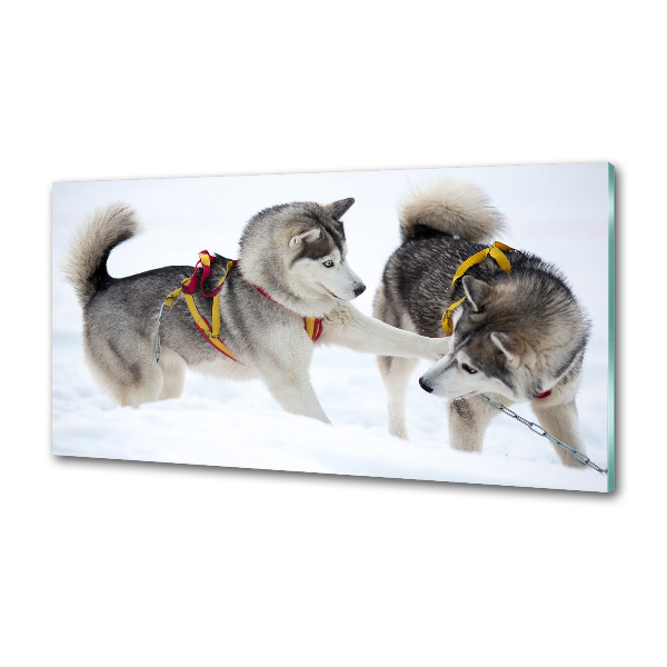 Crédence en verre cuisine Husky en hiver