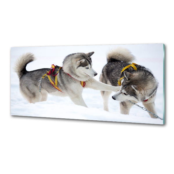 Crédence en verre cuisine Husky en hiver
