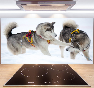 Crédence en verre cuisine Husky en hiver