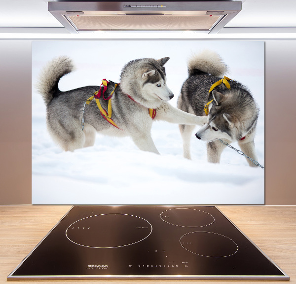 Crédence en verre cuisine Husky en hiver