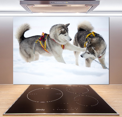 Crédence en verre cuisine Husky en hiver