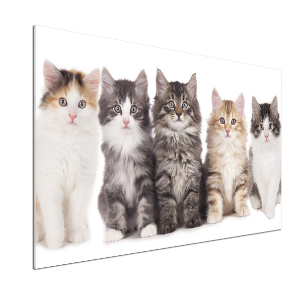 Crédence en verre Six chats