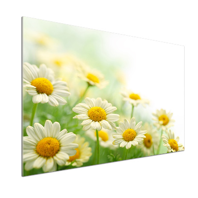 Panneau pour cuisine Marguerites