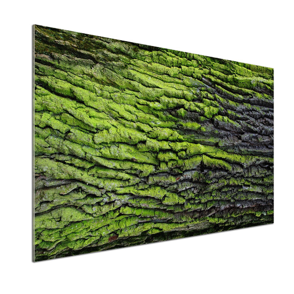 Crédence cuisine en verre Écorce d'arbre