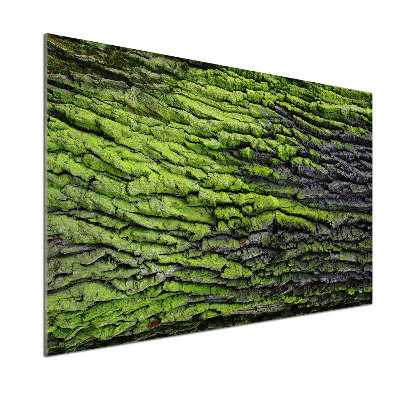 Crédence cuisine en verre Écorce d'arbre