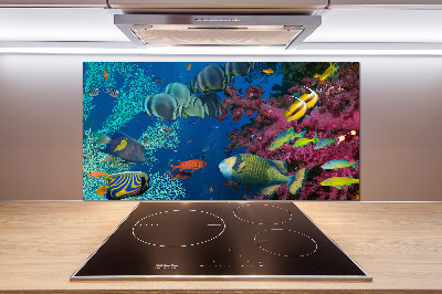 Panneau crédence cuisine Récif de corail