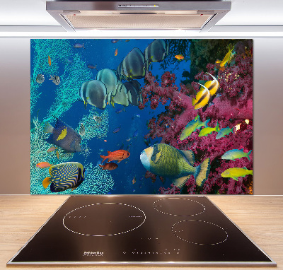 Panneau crédence cuisine Récif de corail