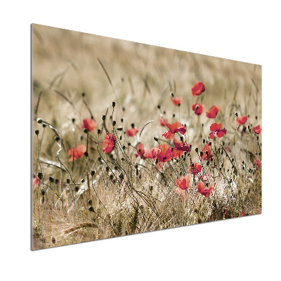 Crédence en verre cuisine Coquelicots
