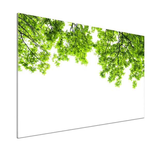 Crédence cuisine en verre Feuilles de chêne