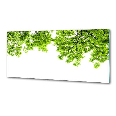 Crédence cuisine en verre Feuilles de chêne