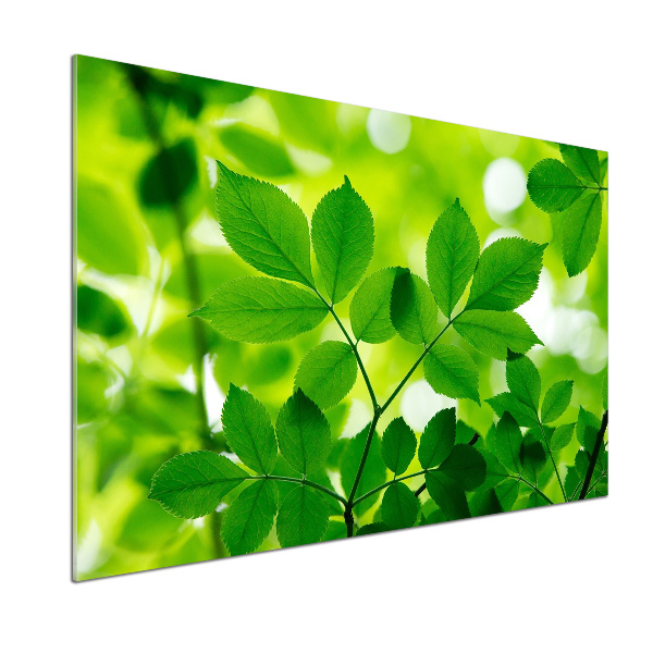 Crédence en verre avec motif Feuilles vertes