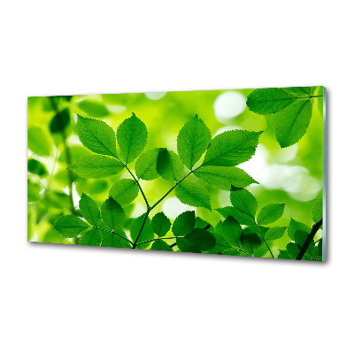 Crédence en verre avec motif Feuilles vertes