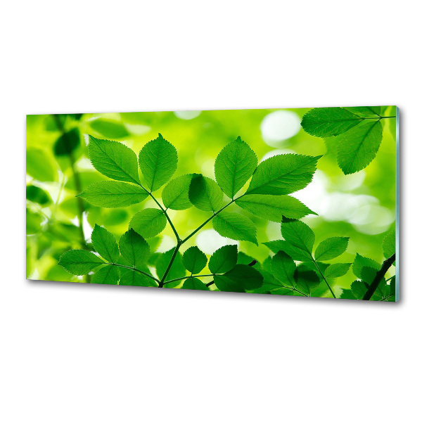 Crédence en verre avec motif Feuilles vertes