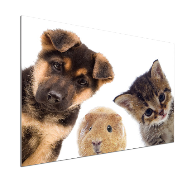 Panneaux muraux cuisine Animaux de compagnie