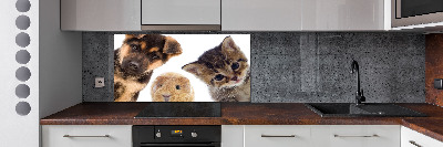 Panneaux muraux cuisine Animaux de compagnie